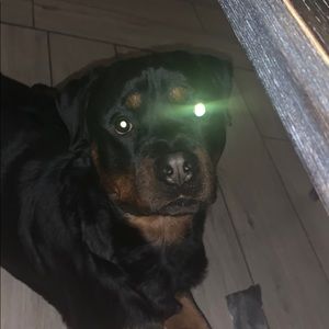 Meet your Posher, Hayden